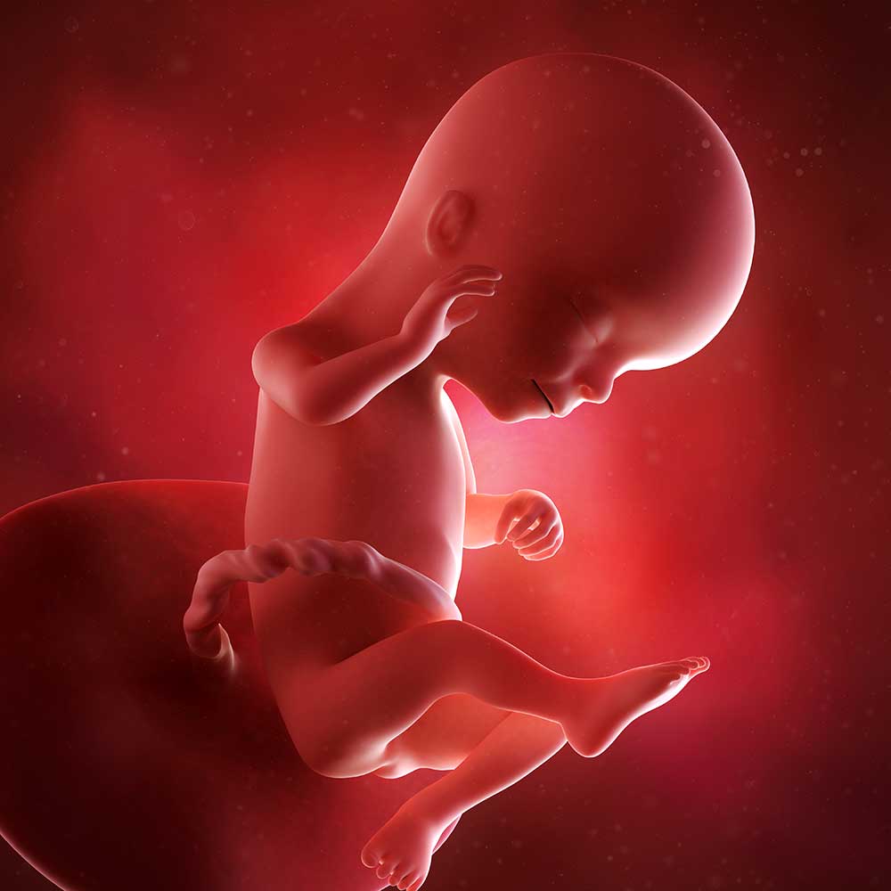 Baby uge 16