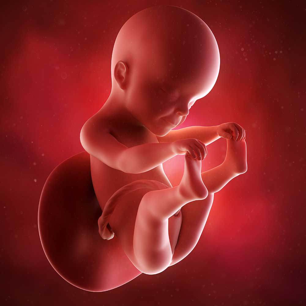 Grunde Skråstreg barrikade Gravid uge 25 | Følg mors og babys udvikling 24+0 til 24+6