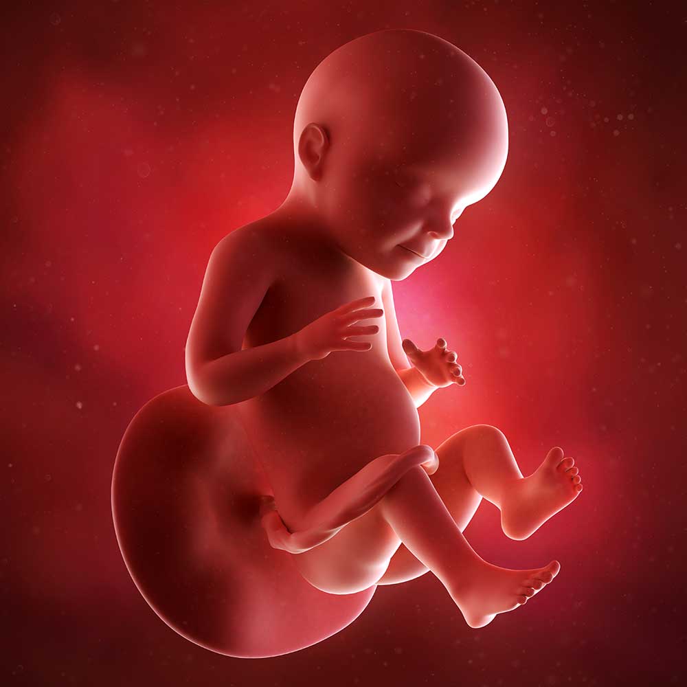 Indica snigmord Genbruge Gravid uge 28 | Følg mors og babys udvikling 27+0 til 27+6
