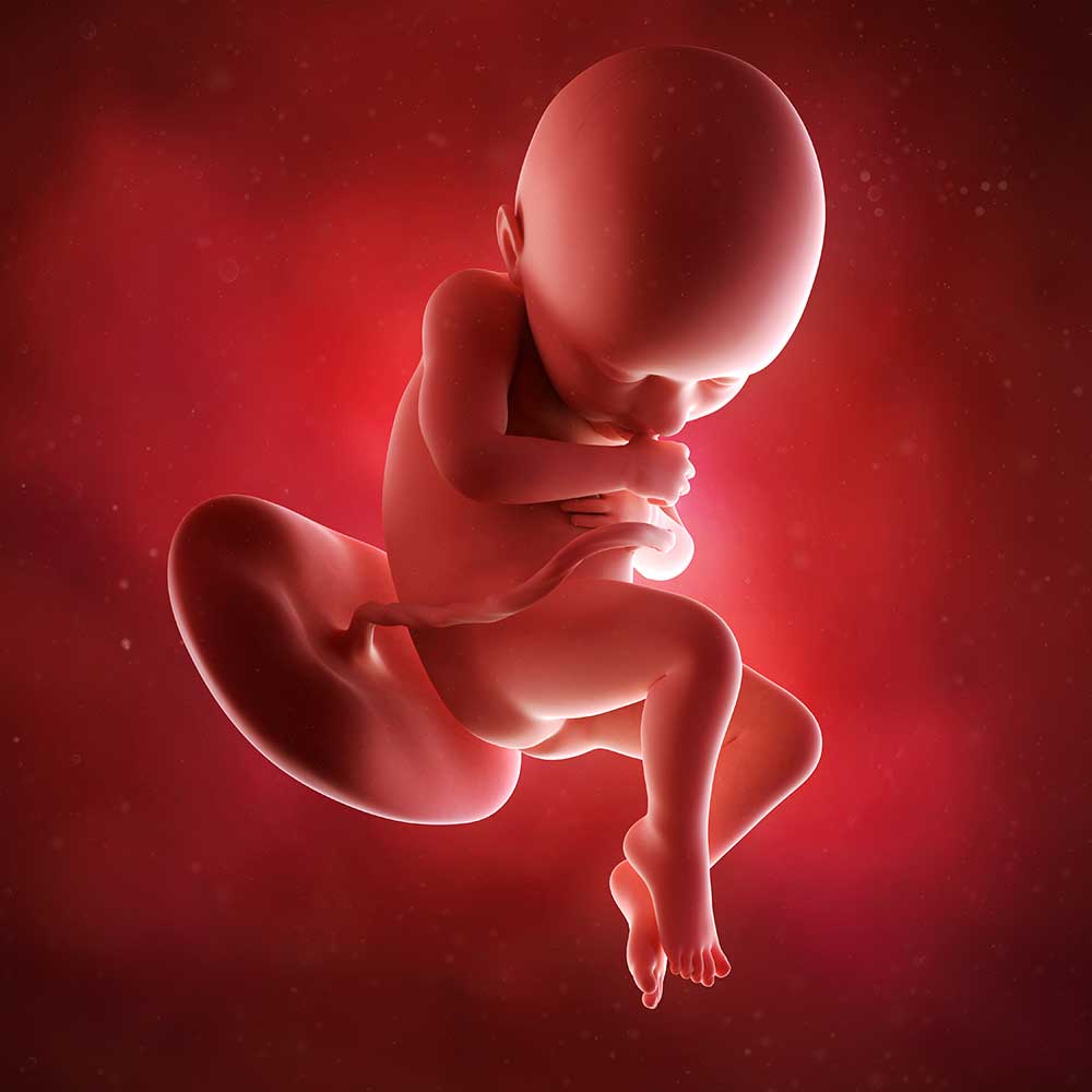 Gravid uge 36 | Følg og babys udvikling 35+0 til 35+6